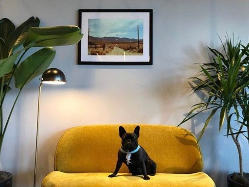 Dog-friendly workplaces can actually increase your productivity.