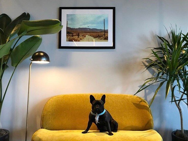 Dog-friendly workplaces can actually increase your productivity.